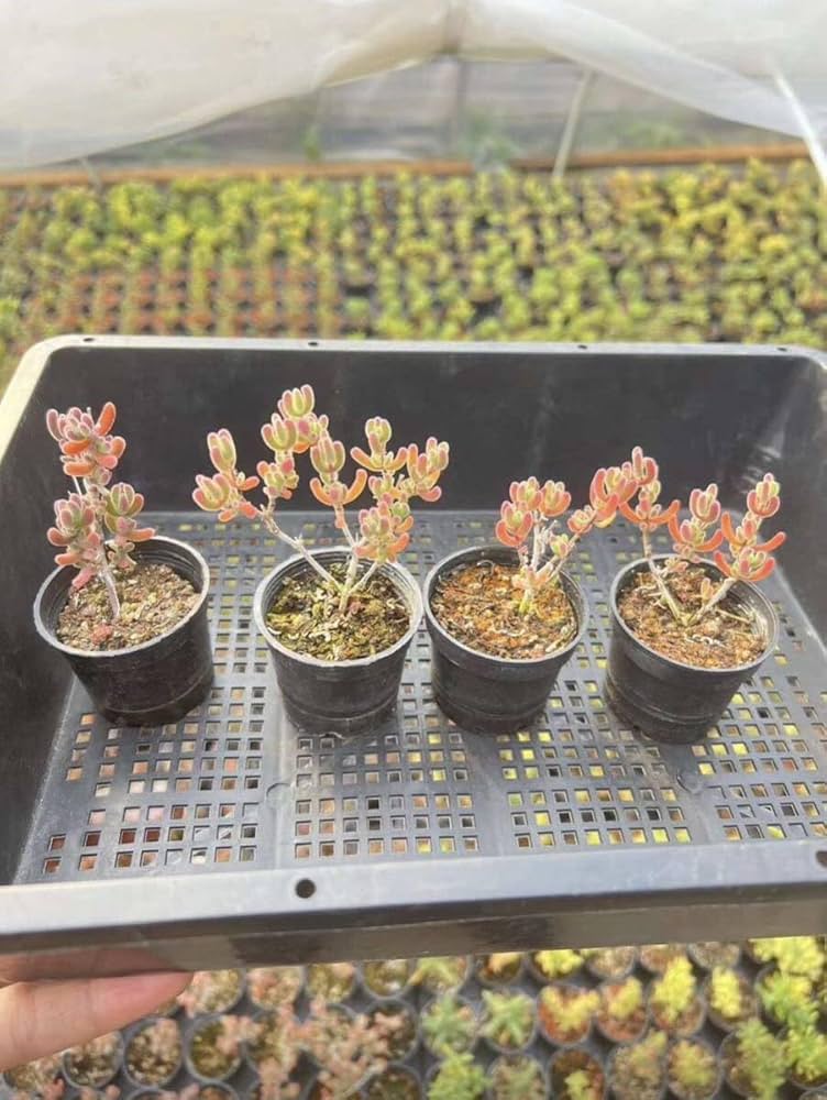 てんどん様　ご購入用　ドロサンテマム 多肉植物）ドロサンテマム レッドダイヤモンド 2号（1鉢