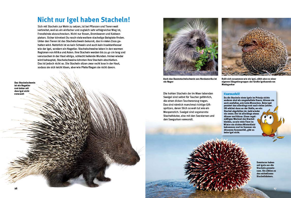 Entdecke die Nagetiere: Hamster, Meerschweinchen & Co. (Entdecke - Die Reihe mit der Eule: Kindersachbuchreihe)