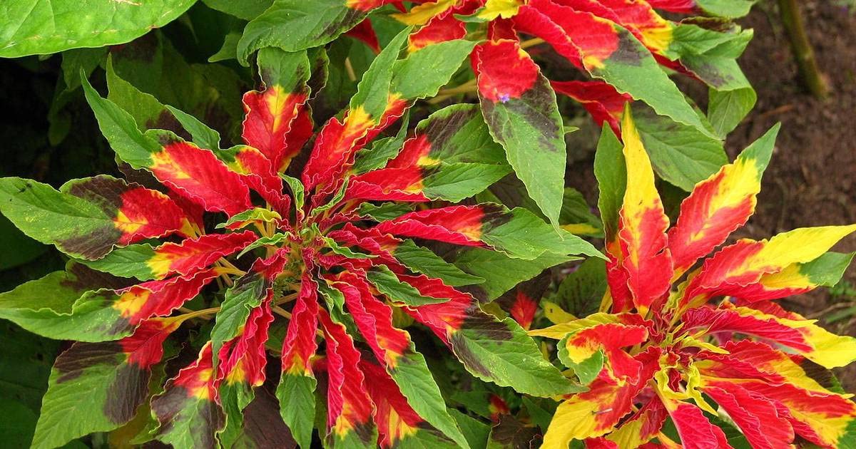 Golden Hills Farm Amaranthus Tricolor Sparkle Hunt Flower 100+ seeds