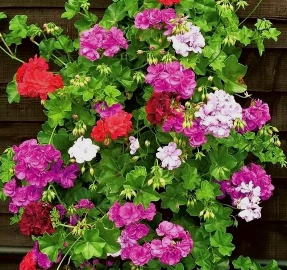 1 Pack of 8 SEEEDS Geranium Pelargonium peltatum F2 Speedy Mixed