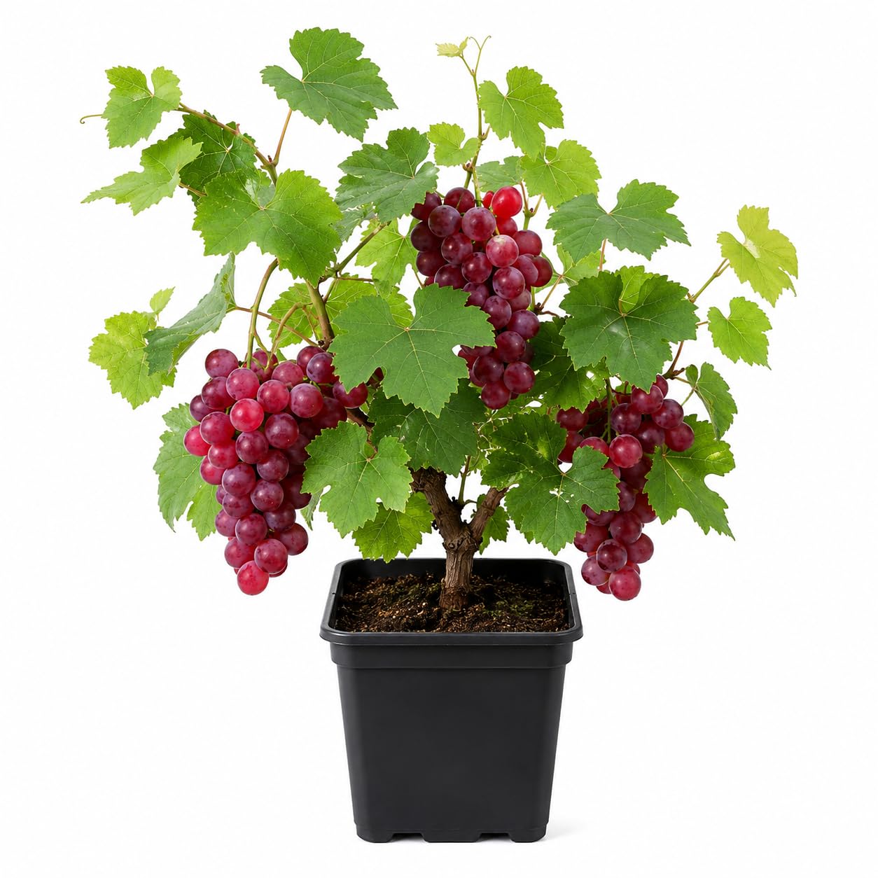 Avante Farm 12 Months Red Grape Hybrid (grafted) Live Fruit Plant Original & Authentic Organic Tree For Outdoor Fast-growing Fruit Plant Home Gardens Sweet Healthy Plant Pack Of-1-image-42
