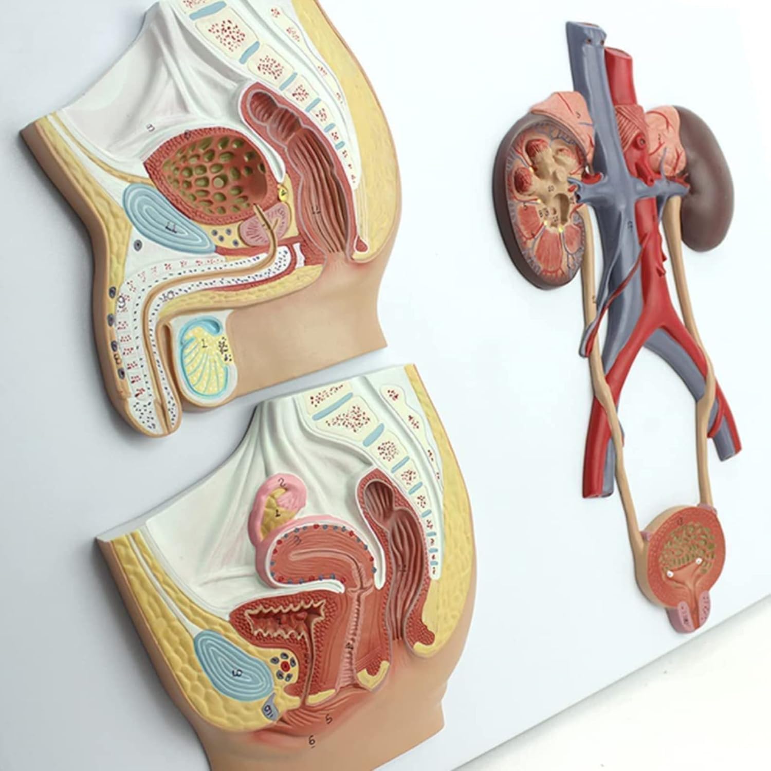 Libro di Testo Scientifico del Pacchetto di Insegnamento per Il Modello Urogenico Maschile E Il Modello Anatomico Medico Femminile