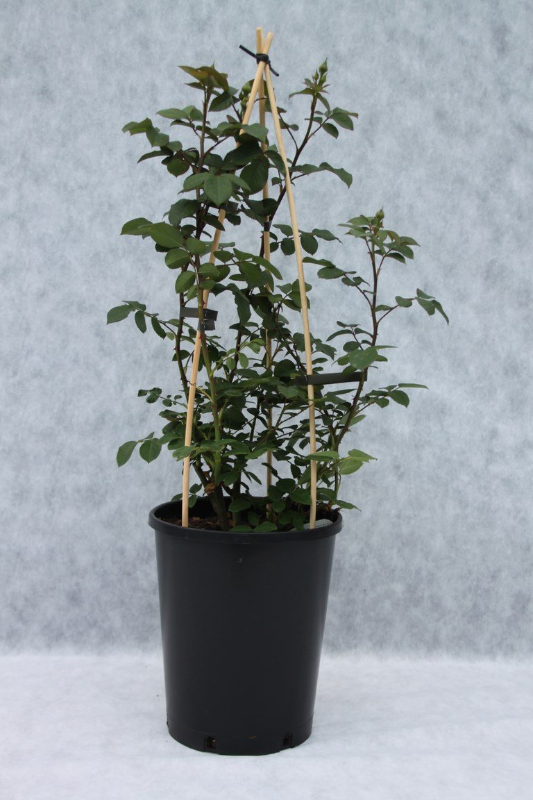 Kletterrose Amadeus im 7 Liter Rosentopf