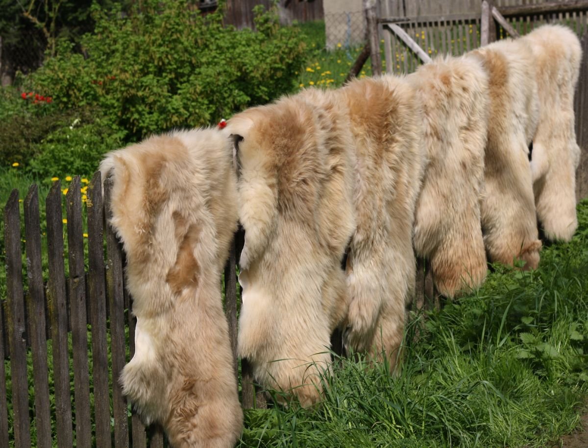 Lammfell Coburger Fuchsschaf - 2. Wahl Naturfell Dekoration Sitzauflage Läufer Größe 100-110