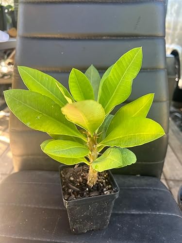 Miniatura 2 de Planta Viva, Euphorbia Milli, Planta Corona de Espinas, Planta Corona de Cristo (Nuevo Teb Tewa)