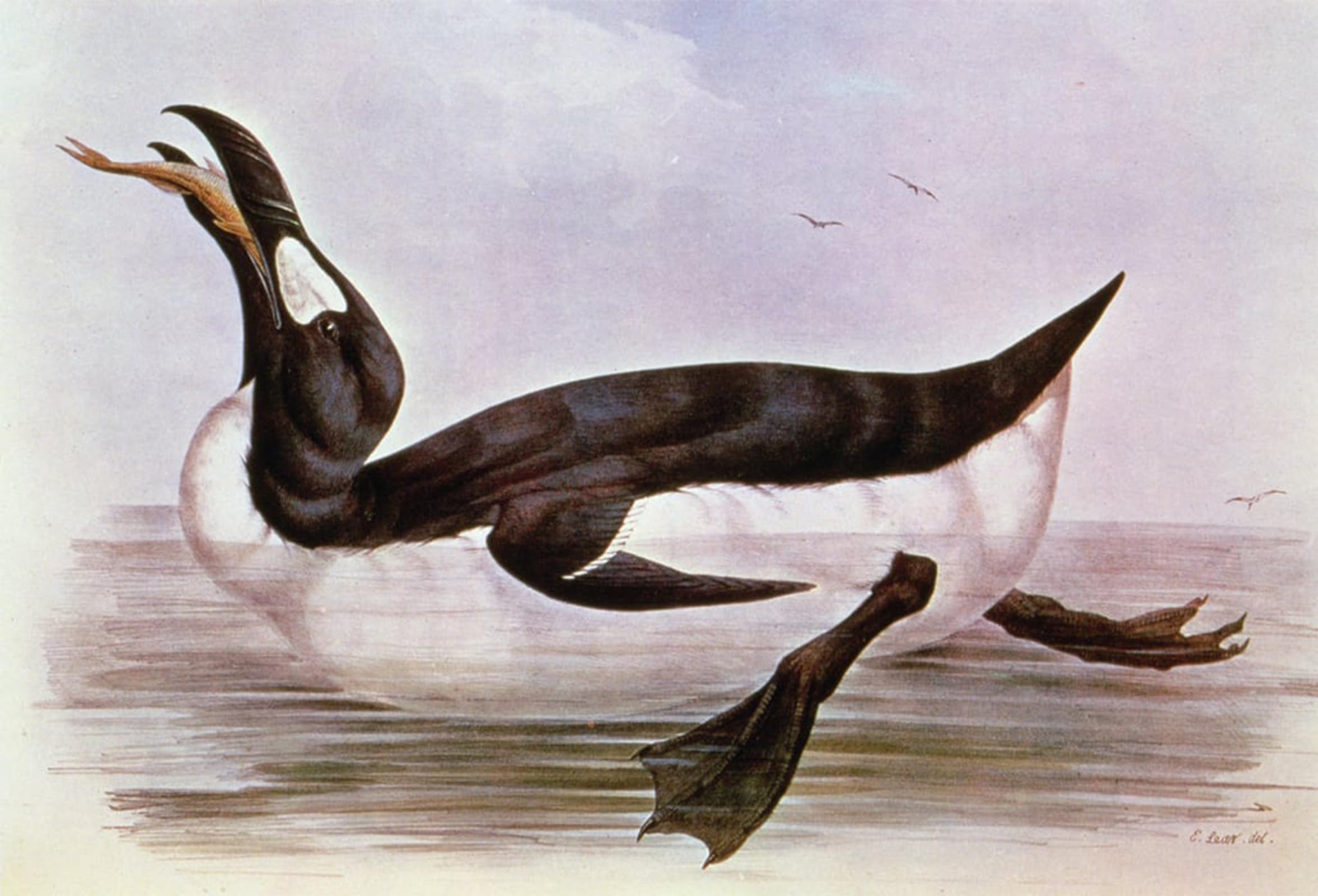 POSTERIIk Vintage Art Print Images Pictures Print the Great Auk Illustration by Edward Leaars Modern Colour Posters for Office Home Decor 60x90cm