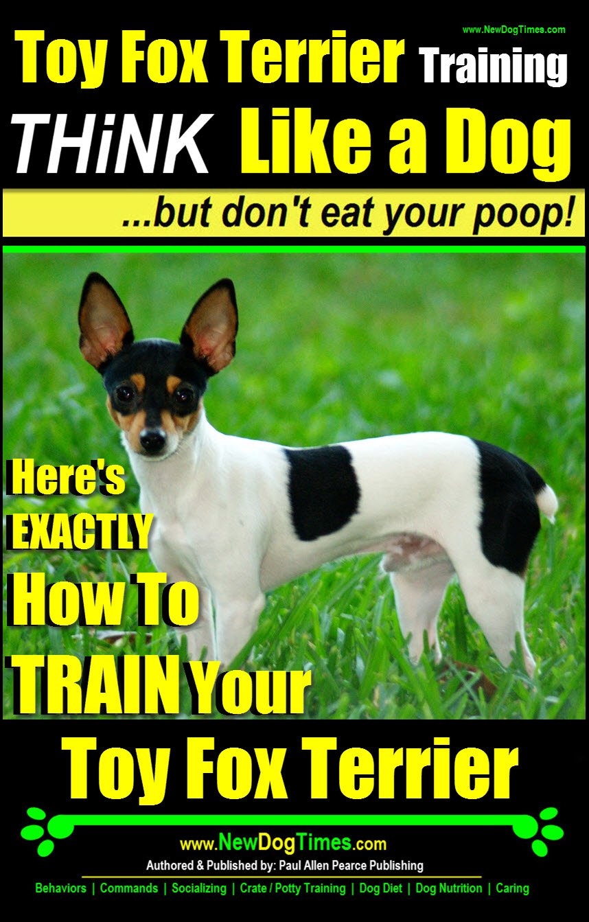 Toy Fox Terrier Training Think Like a Dog, But Don’t Eat Your Poop