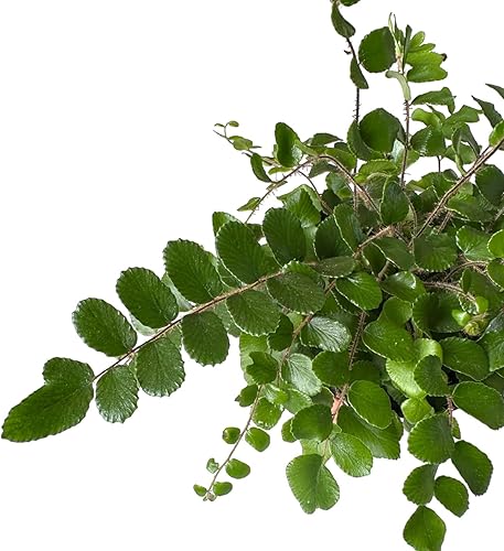 Miniatura 2 de Helecho botón, planta de interior viva, maceta de 4 pulgadas - Hopewind Plants Shop