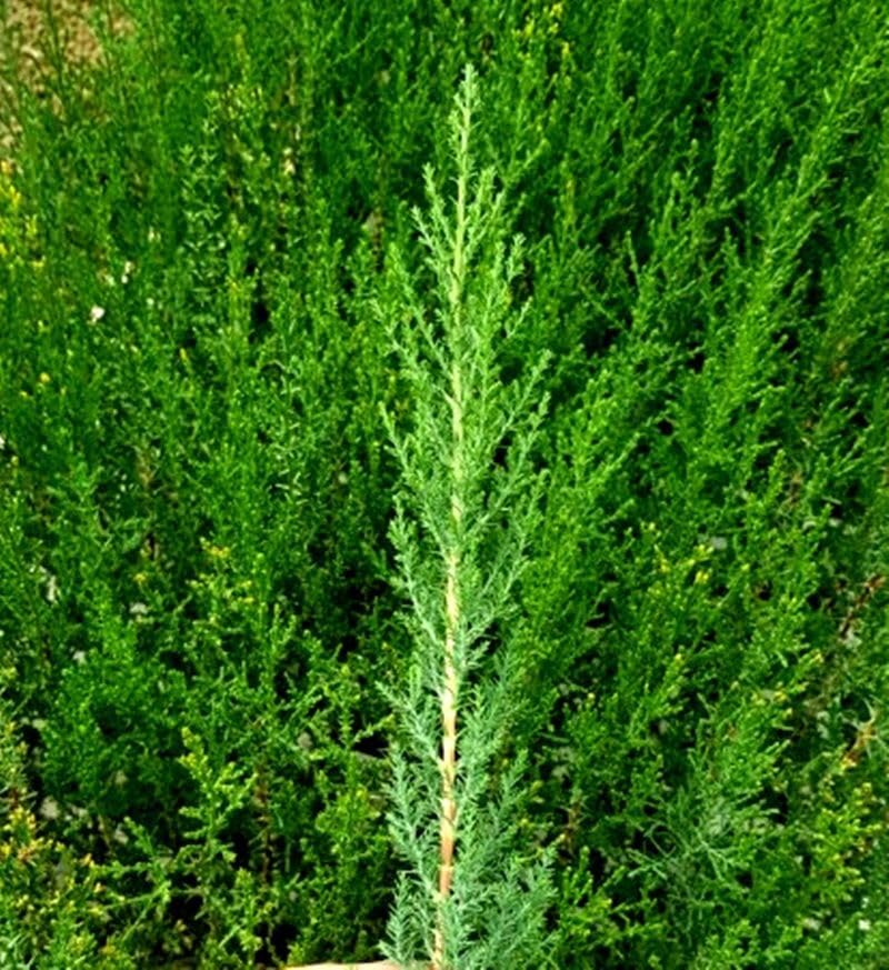 50 Plantas natural de 30-40 cm, cipres sempervirens para setos, pantalla visual, cortavientos. Segura Garden. Planta setos para crear cercas vivas elegantes y resistentes. 50 Unid.