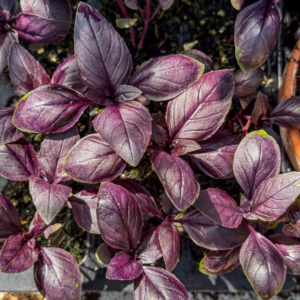 Basil Basilicious Velvet-Spice F1 Half-Hardy Annual, 1 Packet x 100Seeds Thompson & Morgan
