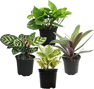 Essential Houseplant Collection (4PK) Live Plants Indoor Plants Live Houseplants in Plant Pots, E...