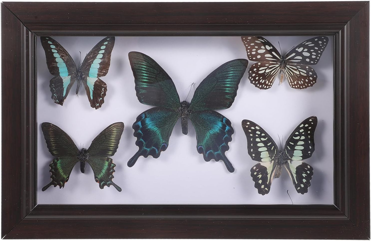 HOMSFOU Office Decor Butterfly Specimen Photo Prop Specimen Frame Butterfly Diy Wall Art Handmade with Picture Frame Wooden A7 Display Box Desktop
