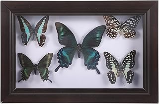 HOMSFOU Office Decor Butterfly Specimen Photo Prop Specimen Frame Butterfly Specimen DIY Wall Art Handmade Specimen Butterfly Specimen with Picture Frame Wooden A7 Display Box Desktop