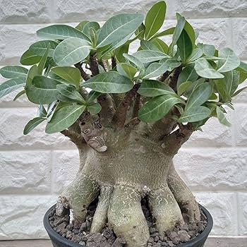 Amazon.co.jp: g68 アデニウム ドワーフ タコ足 塊根植物 アラビカム