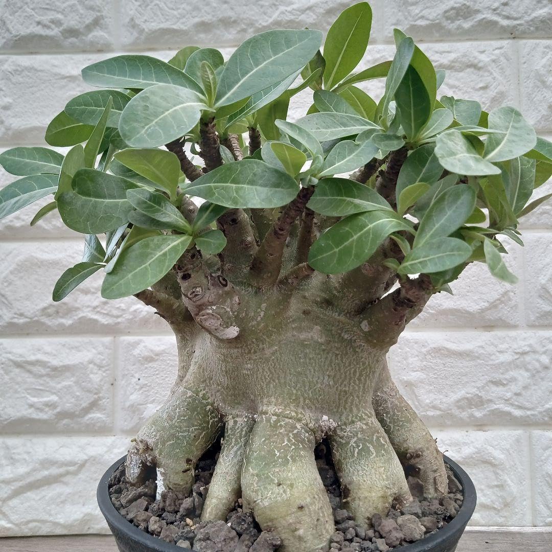 a78 アデニウム ドワーフ ムカデ足 塊根植物 コーデックス アラビカム Amazon.co.jp: g68 アデニウム ドワーフ タコ足 塊根植物