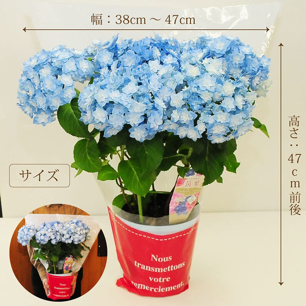 Amazon.co.jp: アジサイ 筑紫の風 5号鉢 : DIY・工具・ガーデン