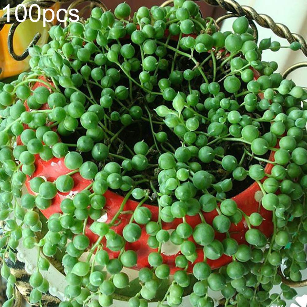 Pearl Chlorophytum Seeds,100Pcs Beautiful Pearl Chlorophytum Seeds Home Bonsai Garden Plants Ornament - Pearl Chlorophytum Seeds