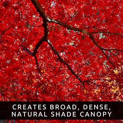 Miniatura 6 de 30 semillas de arce rojo para plantar al aire libre (Acer rubrum) - Árbol de sombra nativo de rápido crecimiento - Follaje rojo brillante de otoño