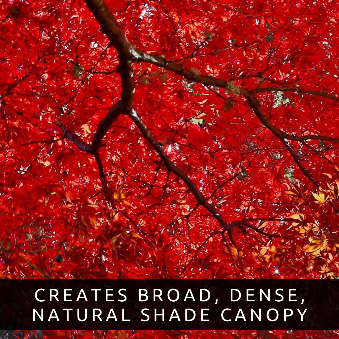 Amazon.com : 50+ Red Maple Seeds for Planting Outdoors - Heirloom