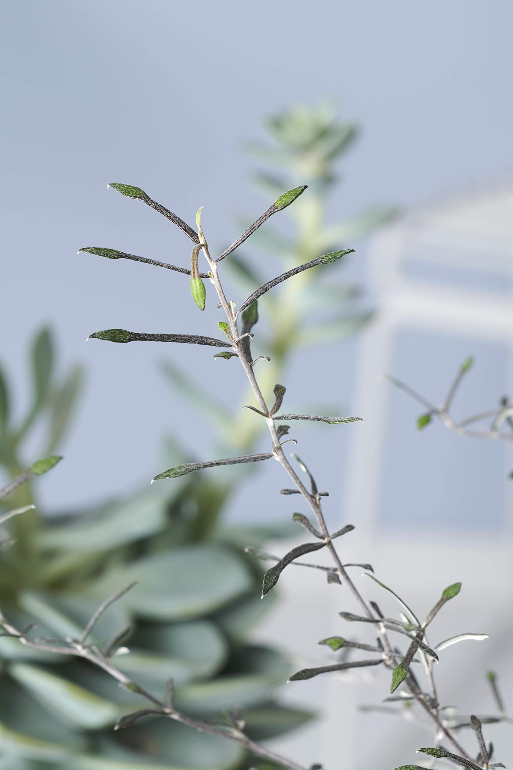 Zimmerpflanze von Botanicly  Zickzackstrauch  Hhe: 10 cm  Corokia  Cotoneaster : Amazon.de: Garten