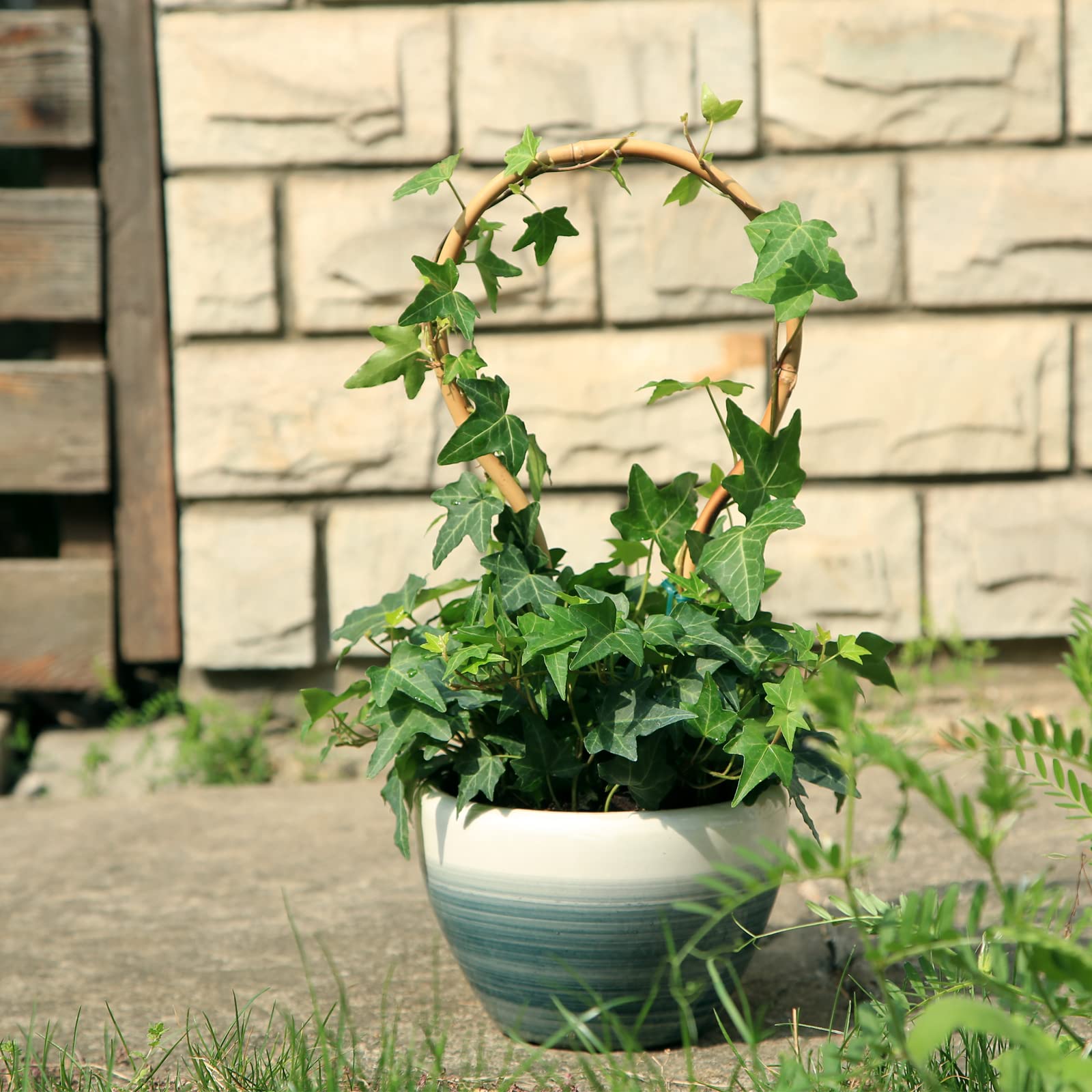 COLOtime Bambus-Spalier, 40,6 cm, rund, kleine Pflanzen-Rankgitter fr  Topfpflanzen, Kletterpflanzen, Monstera, Orchidee, Rebe, Hoya,  Zimmerpflanze, 3 Stck : Amazon.de: Garten
