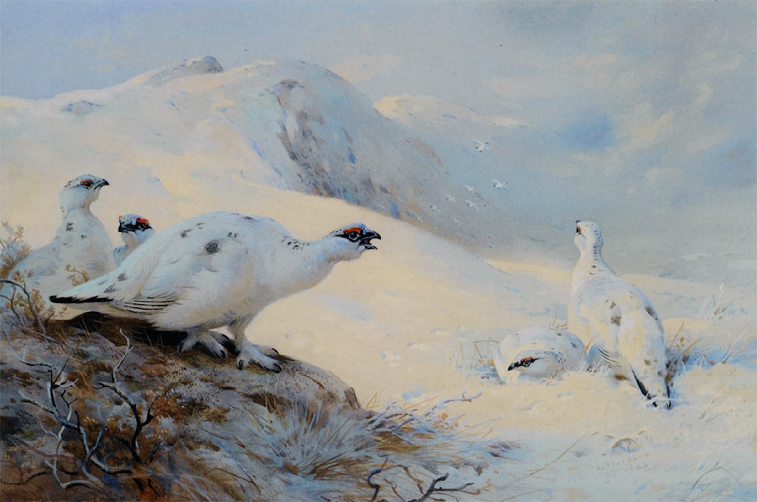 ARTXLXXBN Famous Art Print Poster Vintage Wall Art Ptarmigan Calling in the Snow by Archibald Thorburn Canvas Art Poster for Home Decor 60x90cm