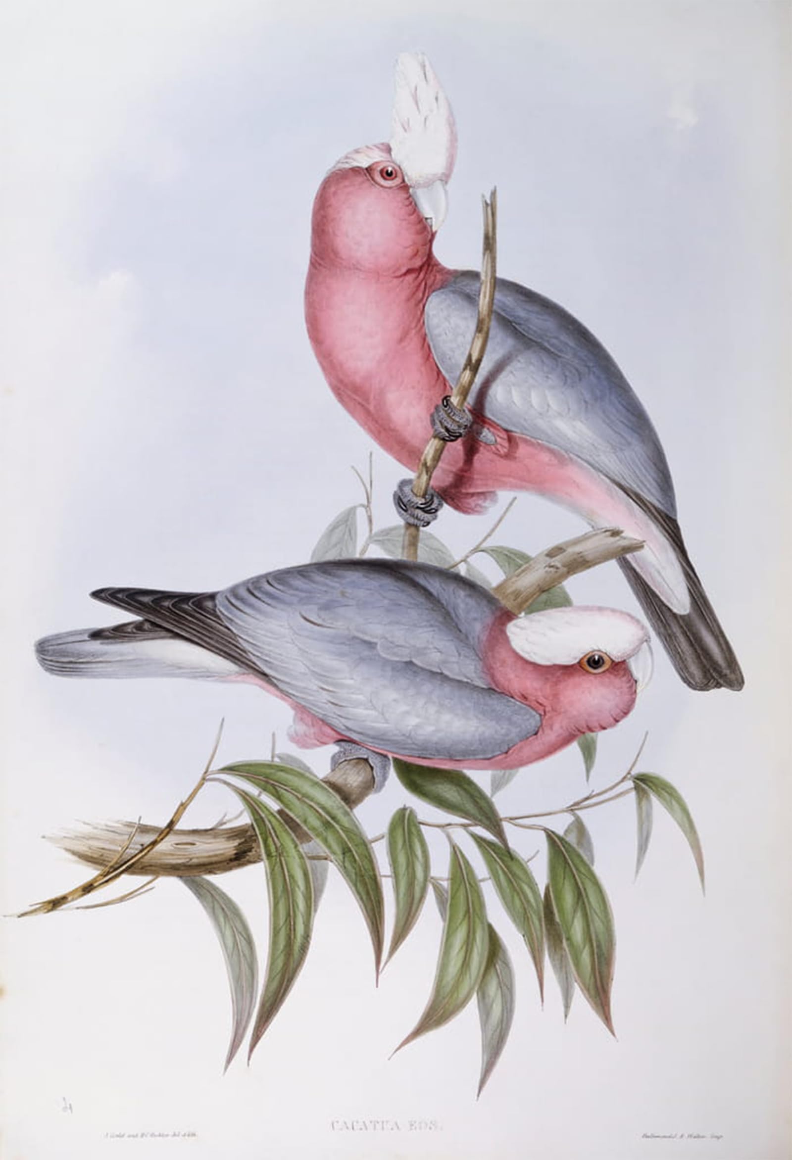 ARTXLXXBN Famous Painting Canvas Artwork Graffiti Print Animal Bird Violet necked Lory Engraving by John Gould Portrait Canvas Image for Home Decor 60x90cm