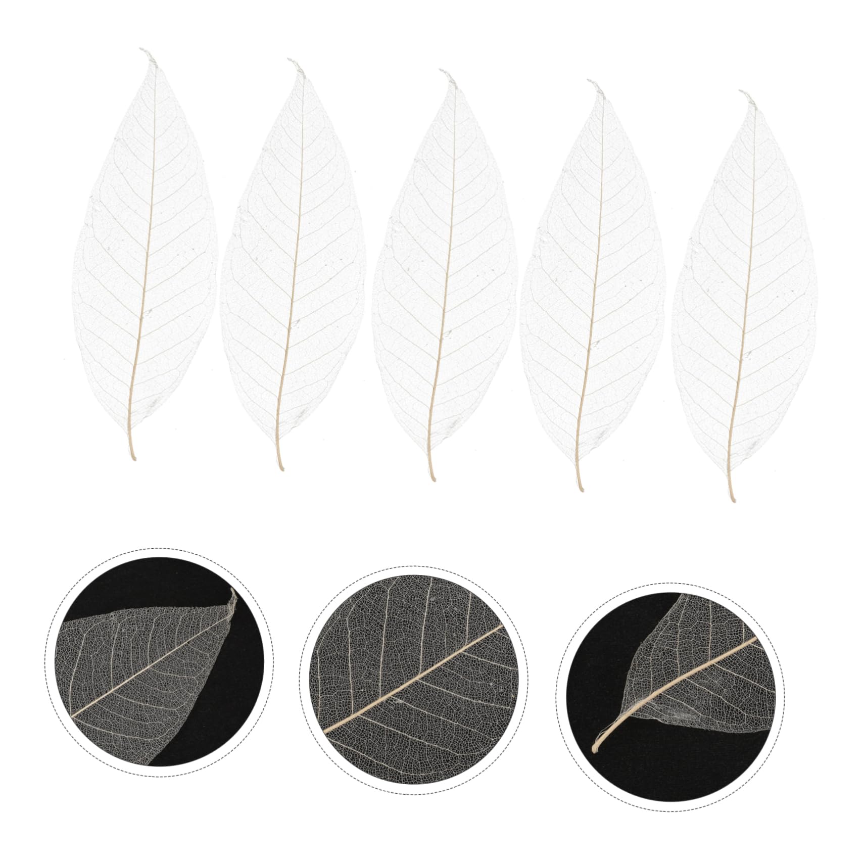 OFFSCH Magnolia Dried Leaves Specimen Natural Skeleton Leaves for Craft Projects Diy Materials Bookmark Accessory Greeting Cards Art Decoration 11.41X3.74X0.04In - Image 3