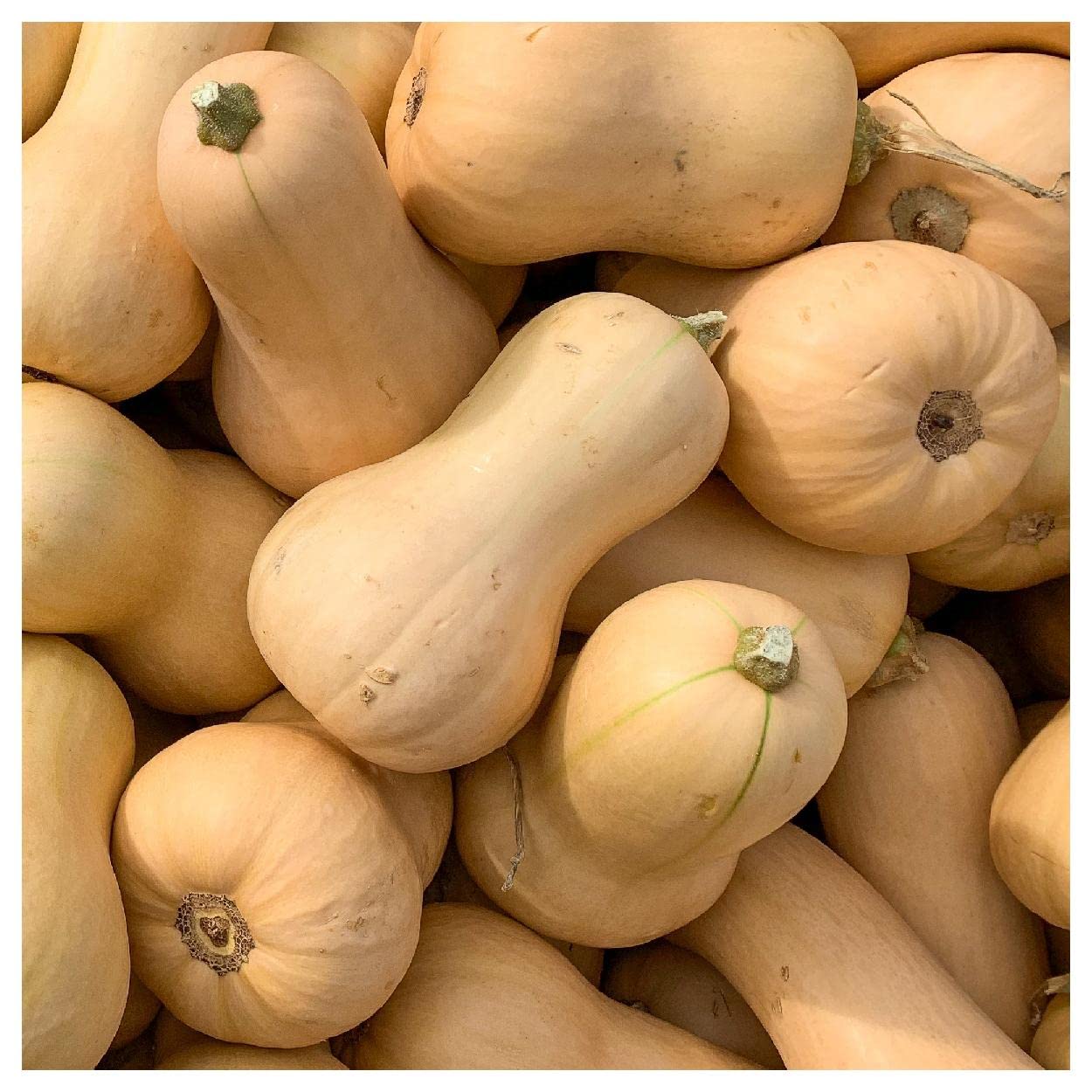 Everwilde Farms Waltham Butternut Winter Squash Seeds