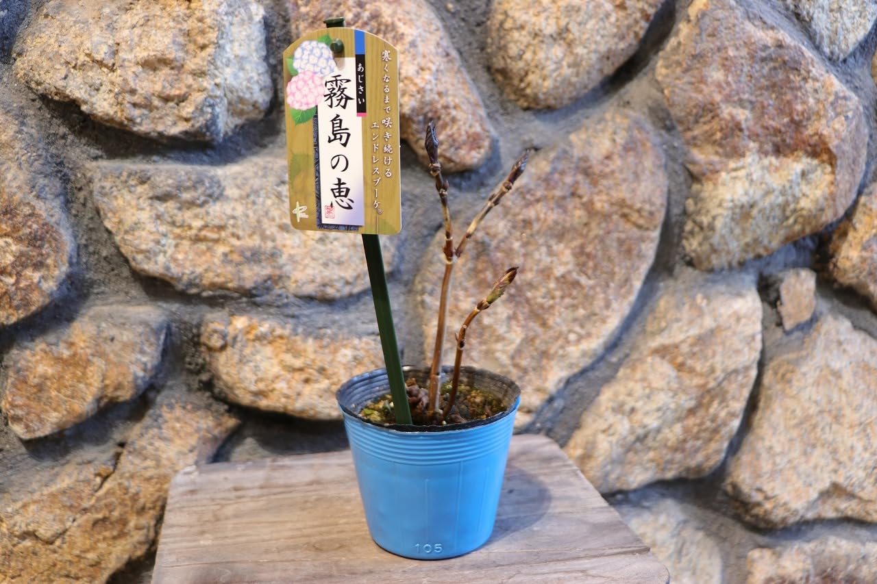 s*n様 アジサイ　霧島の恵　4寸8鉢 紫陽花　秋色アジサイ 四季咲き♡霧島の恵♡紫陽花♡ガクアジサイ♡鉢ごと♡ アート