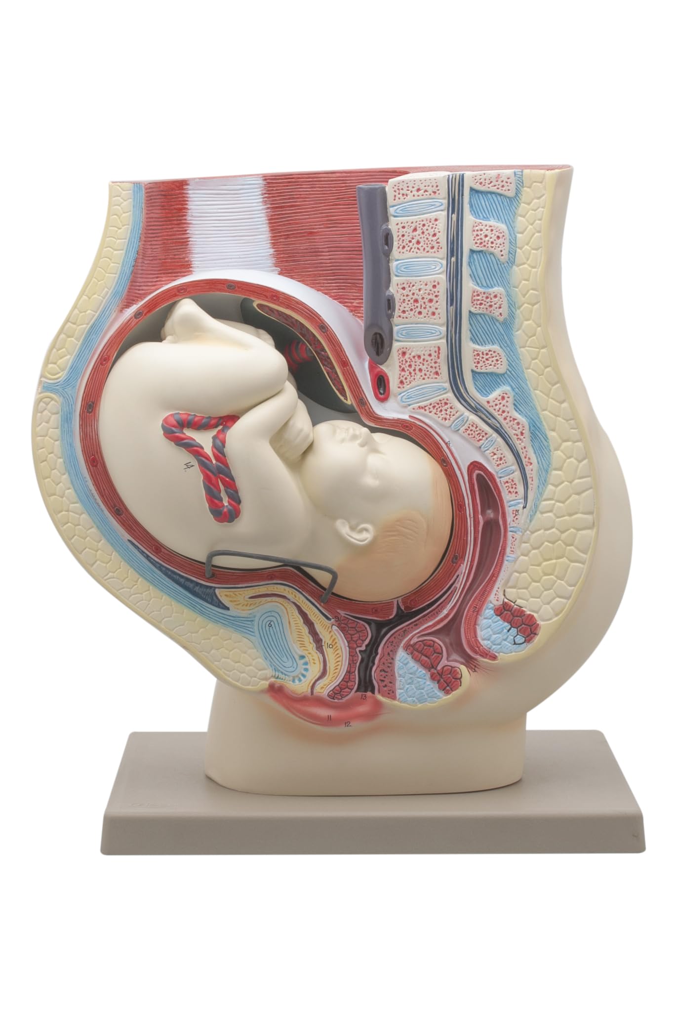 Eisco Labs Human Pregnancy Pelvis Model with Removable Fetus - Hand Painted