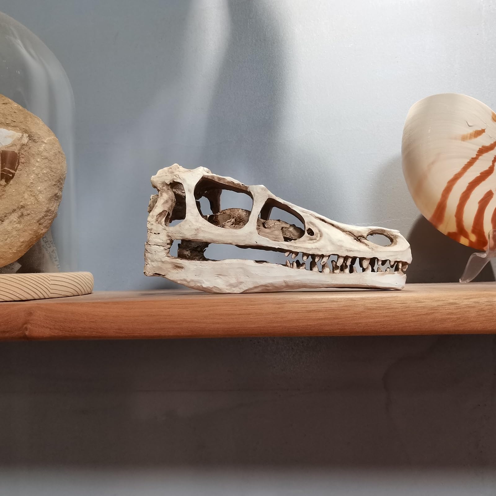 Realistisches Dinosaurier-Schädel-Velociraptor-Skelettmodell für Dinosaurier-Fossil-Dekoration,Braun,17cm