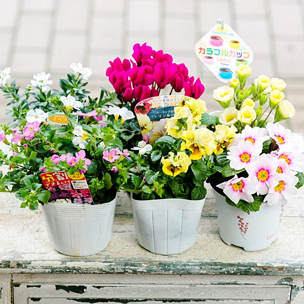 Amazon｜フローリストせきど 季節の鉢花セット Sサイズ 4〜6個セット