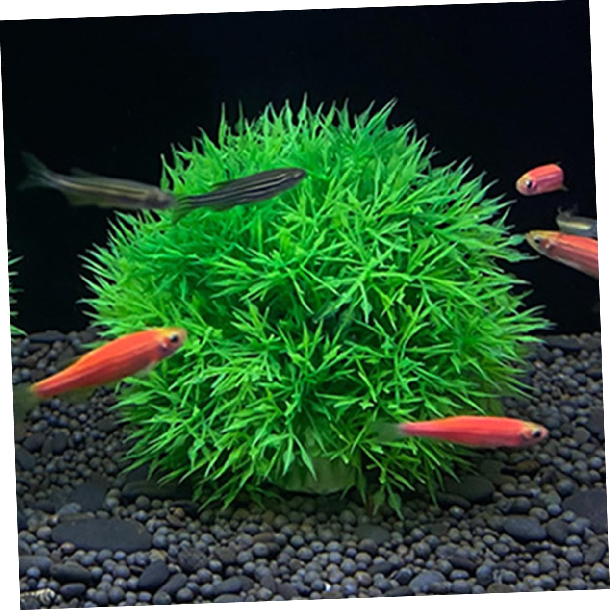 Kisangel 5 Sätze Aquarium-grasball Kühler Gefälschtes Aquarium-aquariumspielzeug Künstliche Aquarienpflanzen Teichschwimmpflanzen Zubehör Für Aquarien Aquarienkugeln Pp Green 4 Stücke * 5