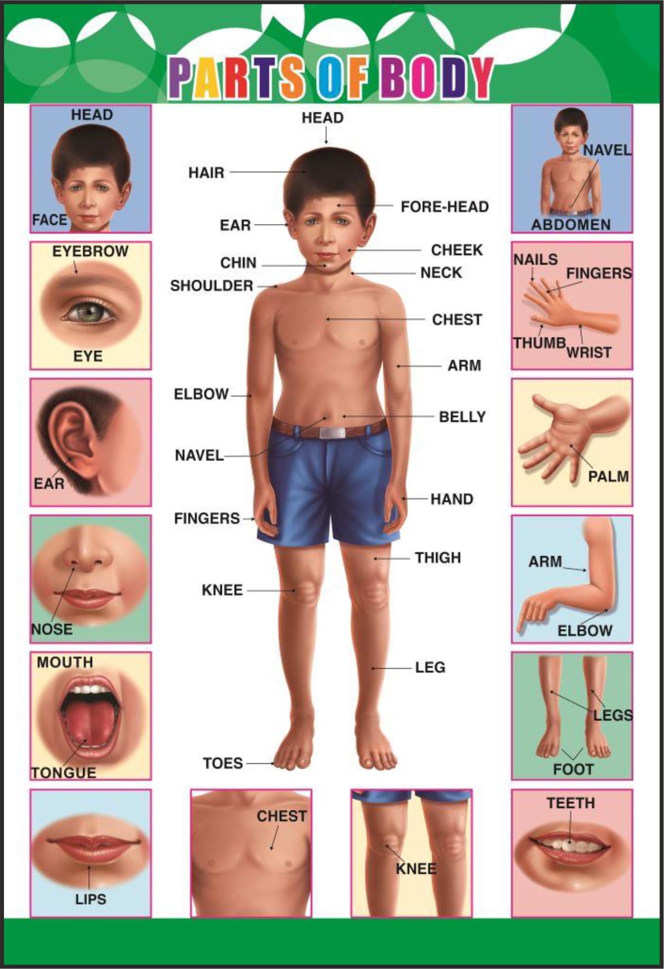Eoi Marketing Part Of Body Wall Charts - Extremely Usefull For Growing Kids | Laminated Chart | Paper Size (13 * 19 inch) | Paper Print (Rolled With Safety Tube)-picture-29