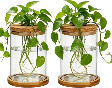 Glass Plant Propagation Stations, 2PCS