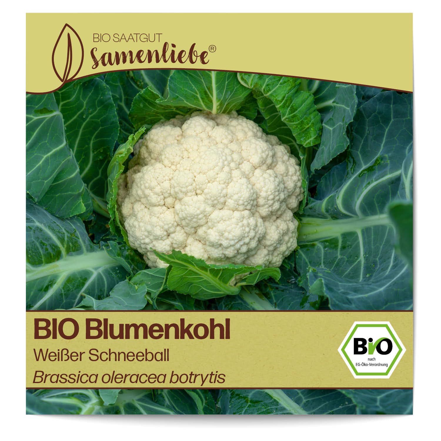 Produktbild von BIO Blumenkohl Samen Sorte Weißer Schneeball Gemüsesamen BIO Gemüse