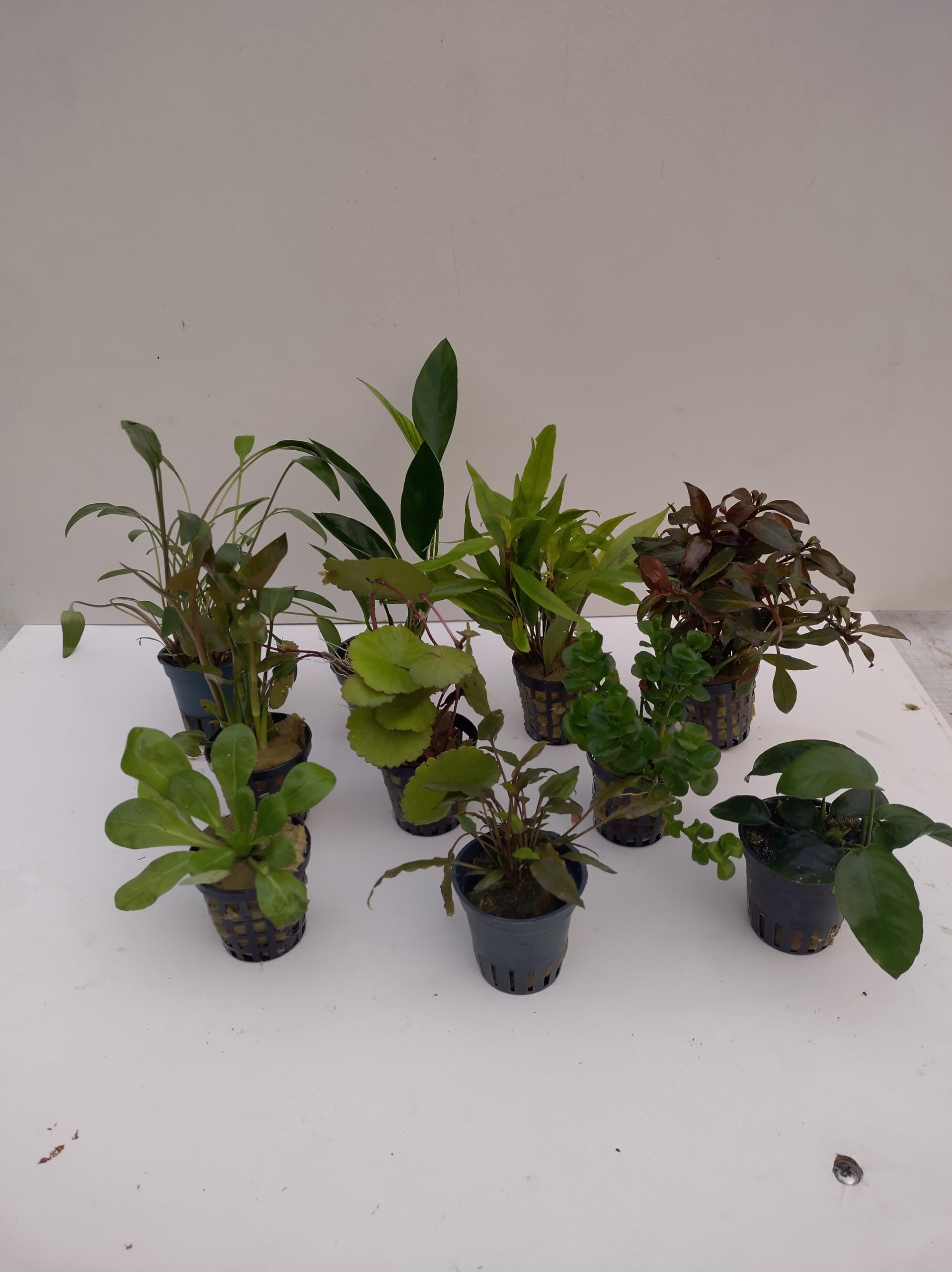 Juego de 10 macetas para plantas de acuario, ideales para principiantes