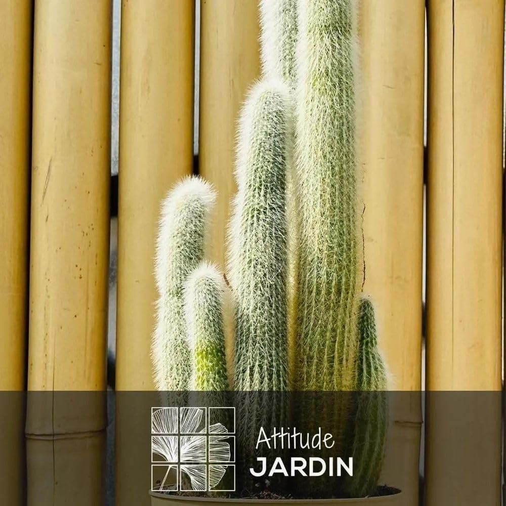 Attitude Jardin Kaktus, Kaktus, 40-50 cm, ⌀ 17 cm, Kakteen und Sukkulenten