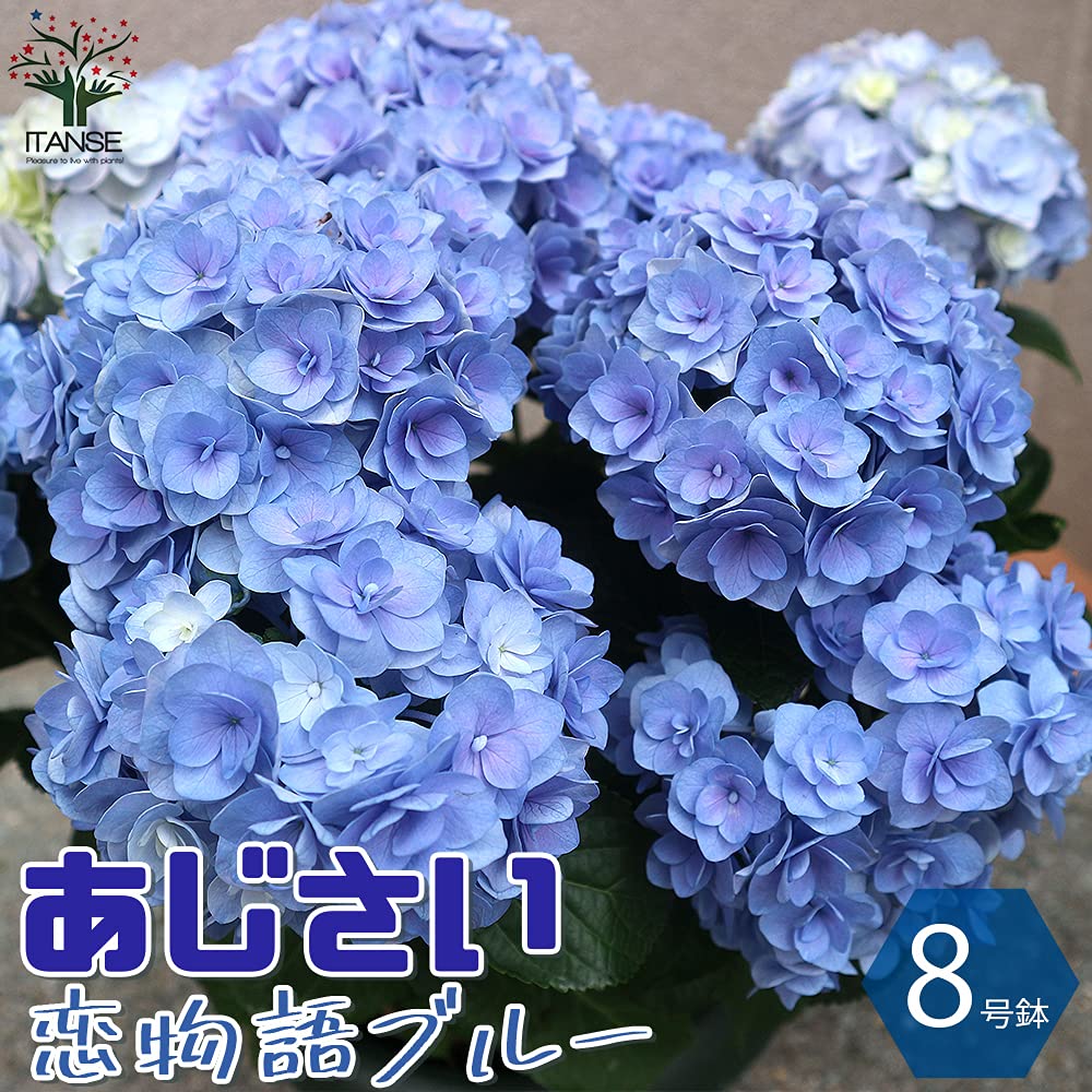 アジサイ 恋心 鉢花 16頭登録品種 8号鉢高約80cm開花中6/12 Amazon.co.jp: アジサイ