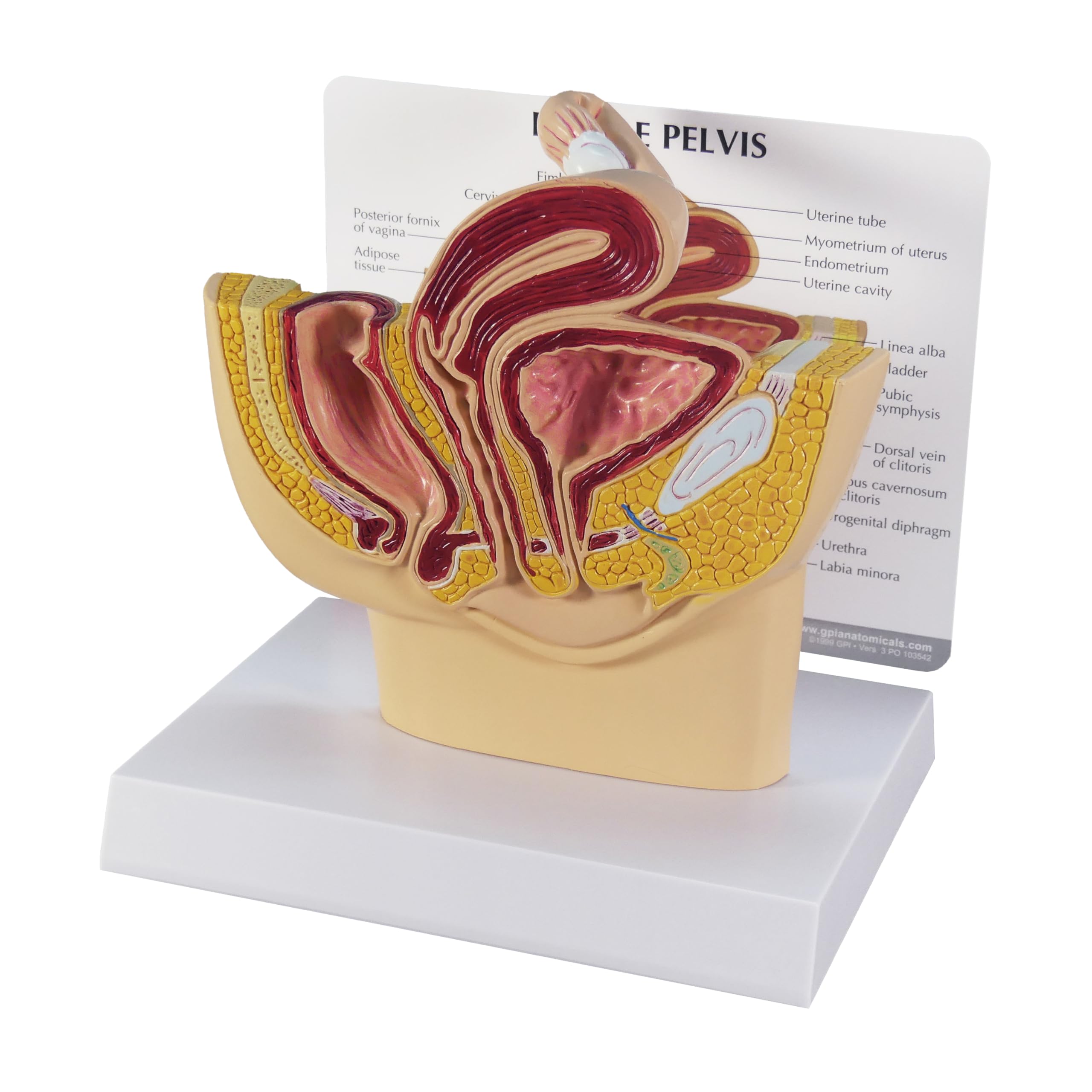 GPI Anatomicals - Female Pelvis Model, Replica for Human Anatomy and Physiology Education, Anatomy Model for Doctor's Offices and Classrooms, Medical Learning Resources