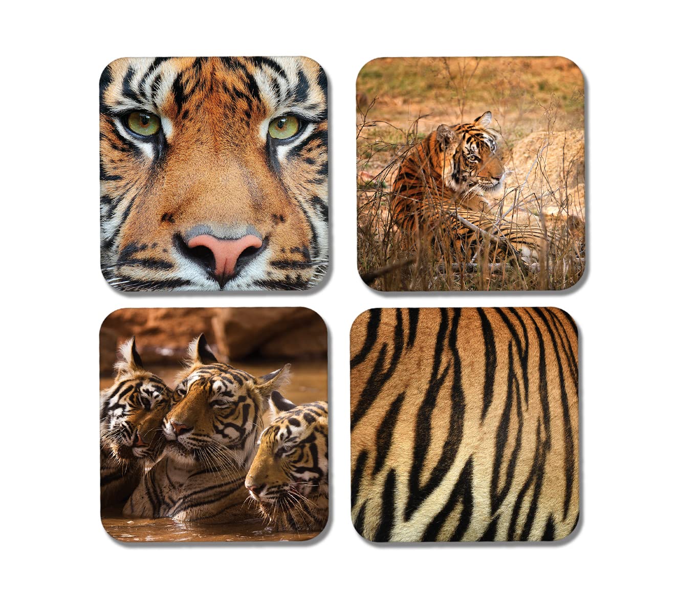 Dv Design Multicolor 4 X Square Tiger Coasters - Animals Print Wildlife Tigers Zoo Safari Gift #77923