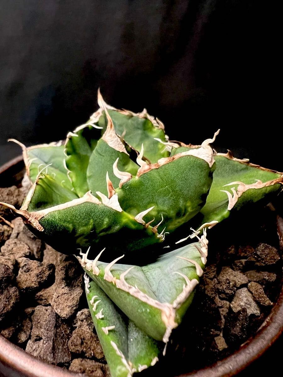 A-136 特選 アガベ チタノタ SAD 南アフリカダイアモンド 黄中斑錦 214