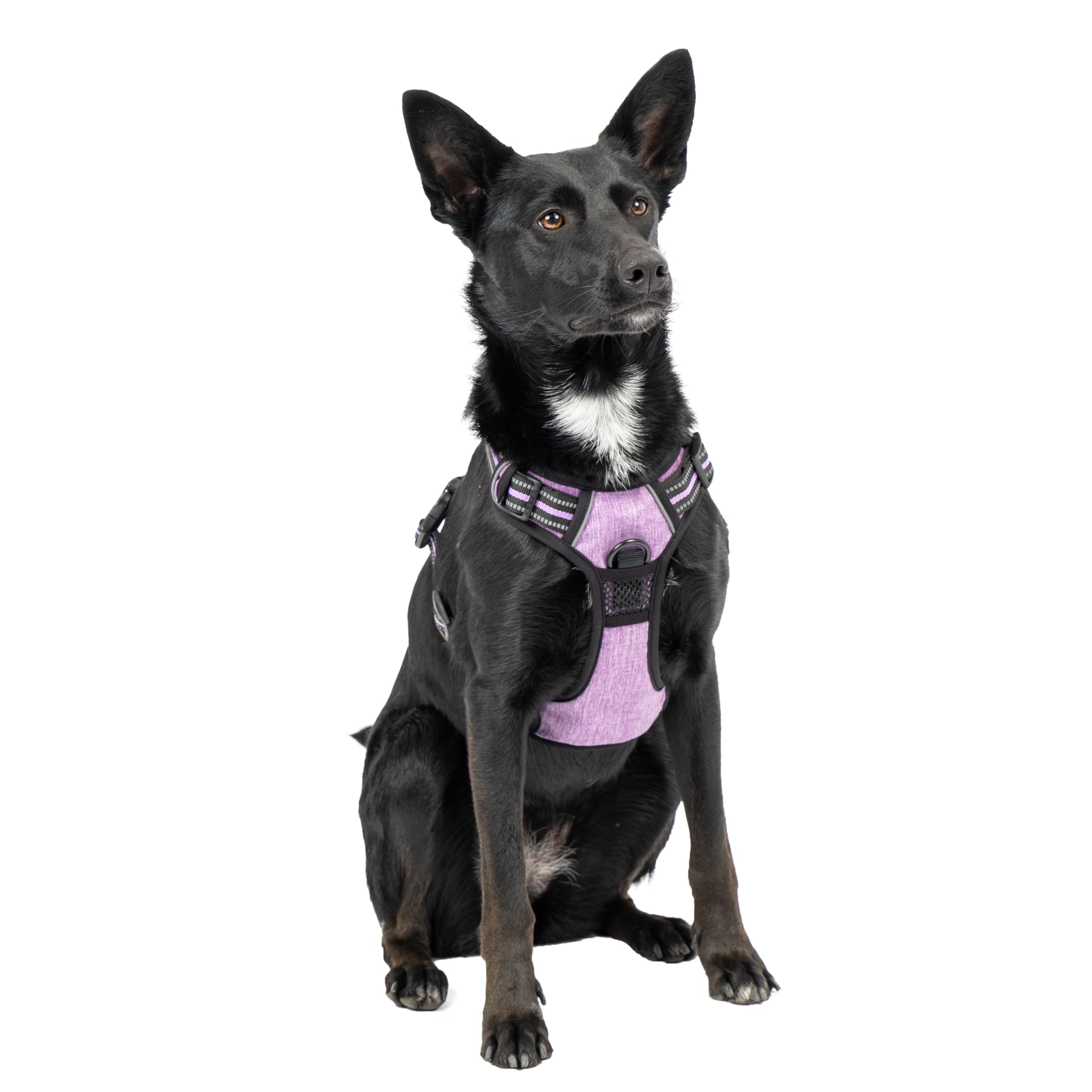 Ferplast Pettorina Cane Taglia Media, 2 Ganci per Massimo Controllo, Anti Tiro, Pettorina Cane Regolabile, Riflettente, Traspirante, Imbracatura Cani ideale per Addestramento M, Viola