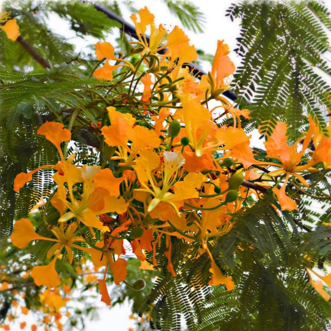 M-Tech Gardens Gulmohar Tree (Yellow, Hybrid) Exotic 10 Ornamental Tree Seeds for Growing (B09XJC75G9) Amazon Price History, Amazon Price Tracker