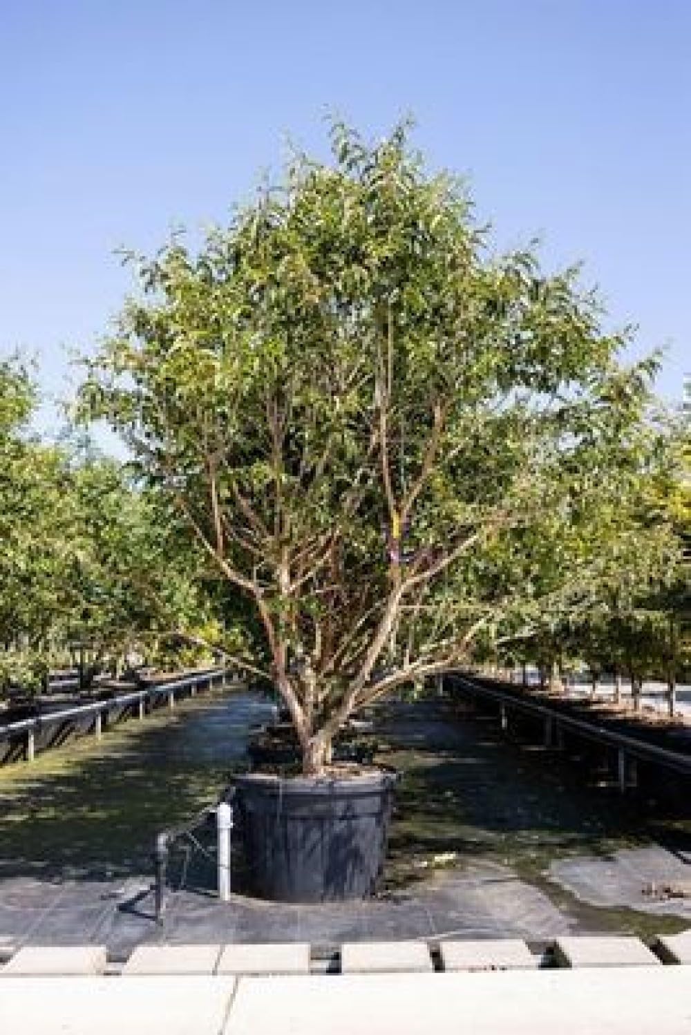 Heptacodium miconioides - Sieben Söhne Des Himmels Strauch 60-80 cm Container