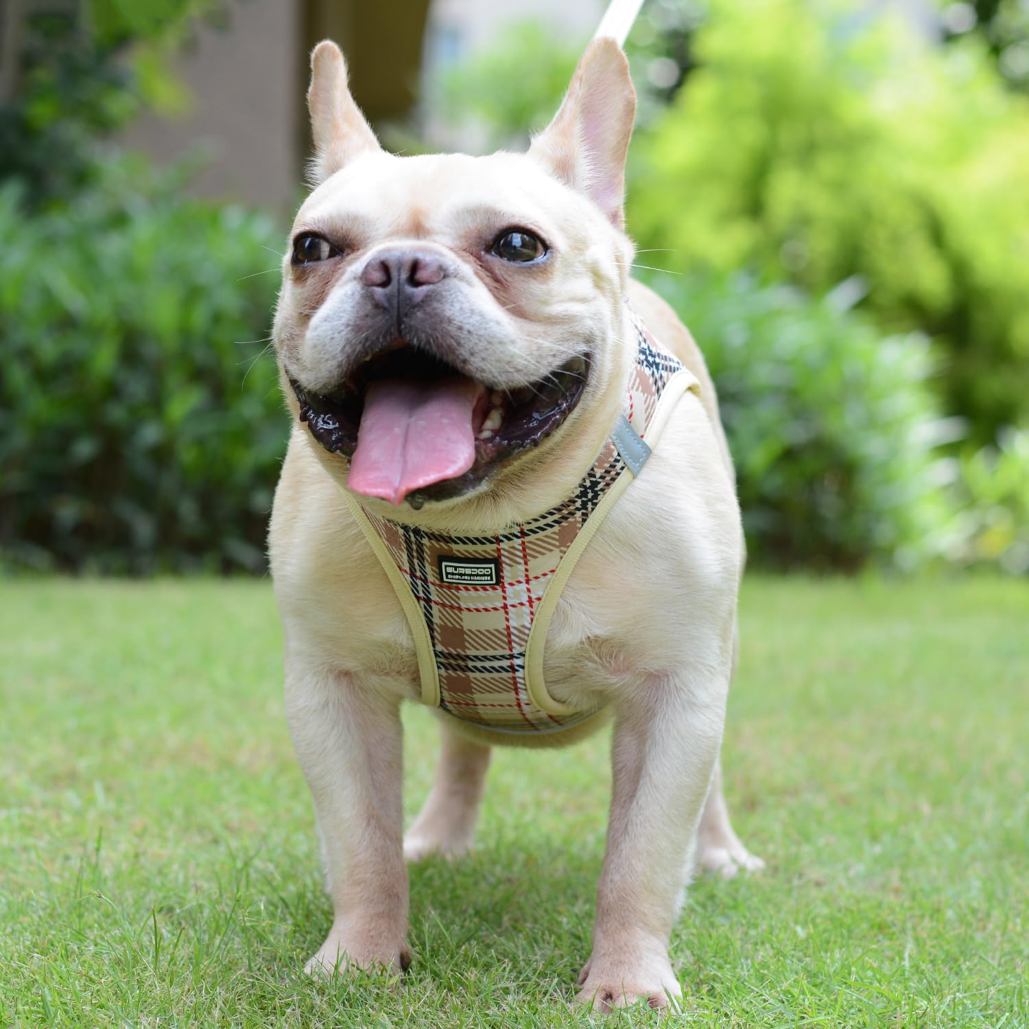 Suredoo Pettorina Cane Taglia Piccola Riflettente, Step-in Pettorina per Cani Gatti Cuccioli con Guinzaglio Comodo, Traspirante Imbracatura Cane Imbottito per Corsa Passeggiate (S, Beige Marrone)