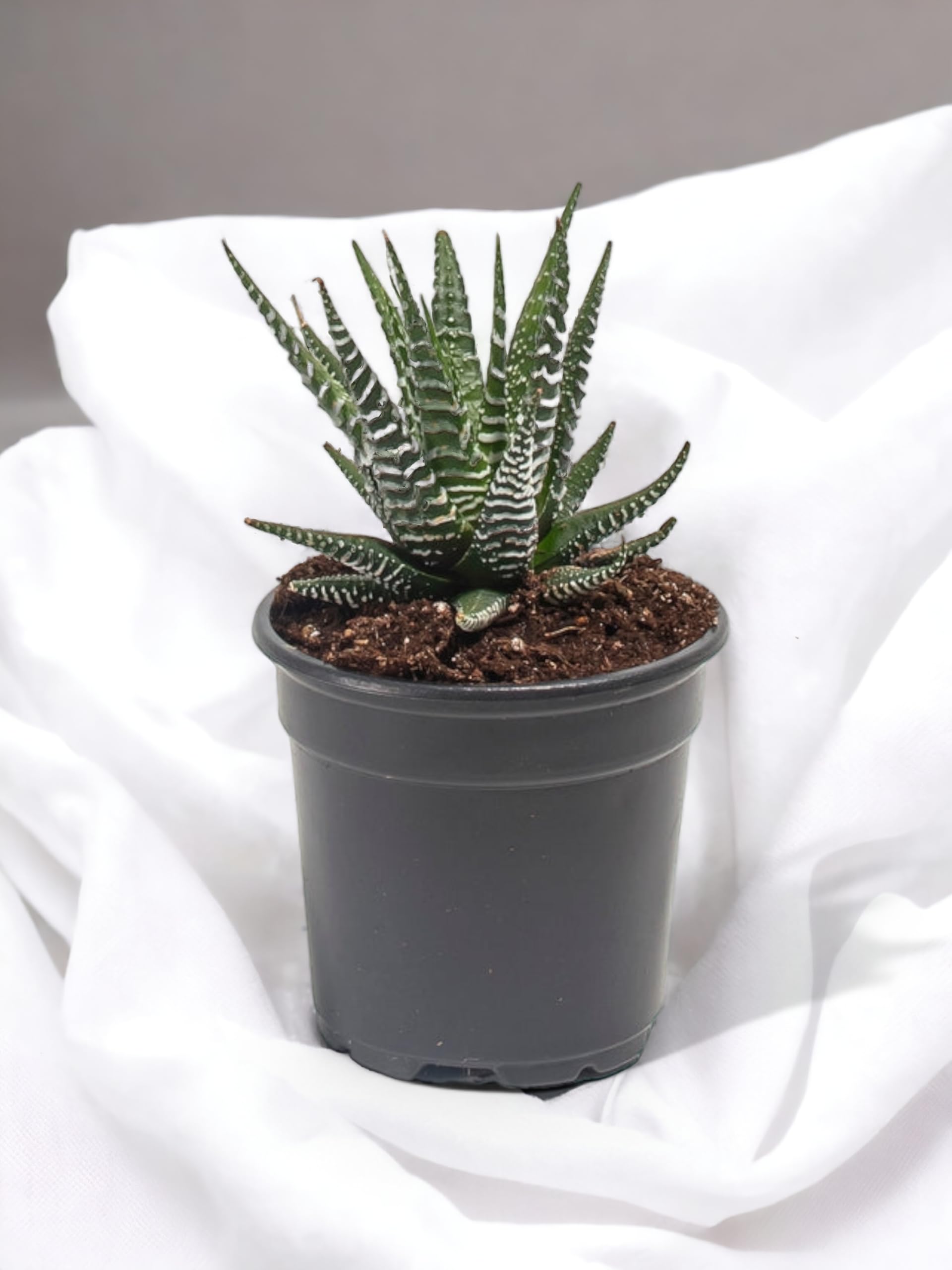 RVG Fasciated Haworthia Succulent Good Luck and Air Purifying with plastic planter (B0CWRX3RF3) Amazon Price History, Amazon Price Tracker
