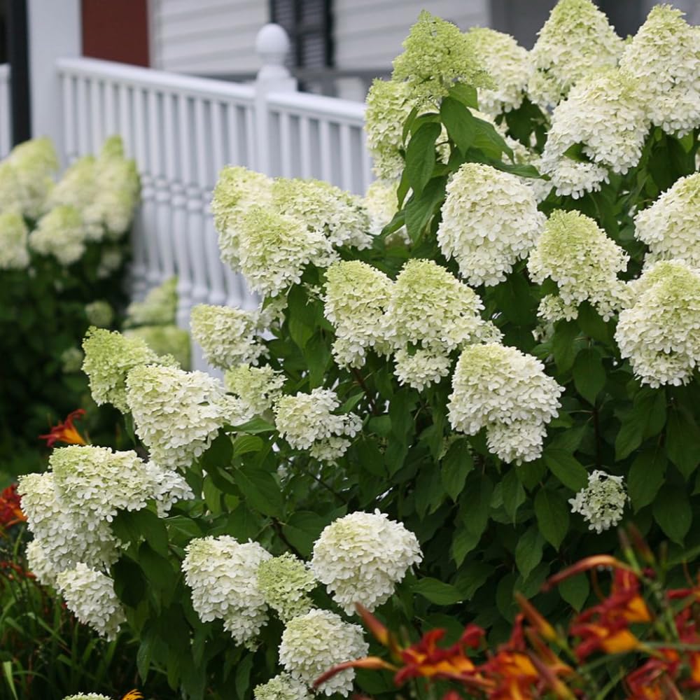 Amazon.com : Lime Hydrangea Live Hydrangea Plant, White Flower