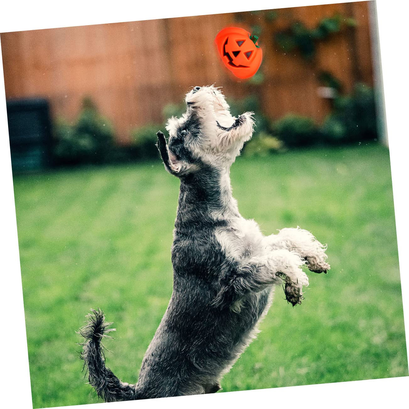 WOONEKY 12stücke Halloween Kürbis Quietschspielzeug Für Kleine Hunde Langlebige Interaktive Spielzeuge Zahnpflege Und Möbel Schutz Für Haustiere Halloween-